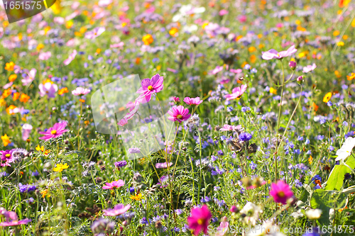 Image of Colorful flowers, selective focus on pink flower 