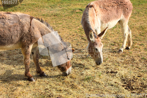 Image of quiet donkey in a field in spring