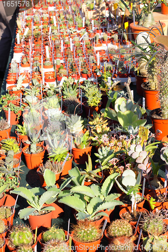 Image of small pot of cactus plant in the market