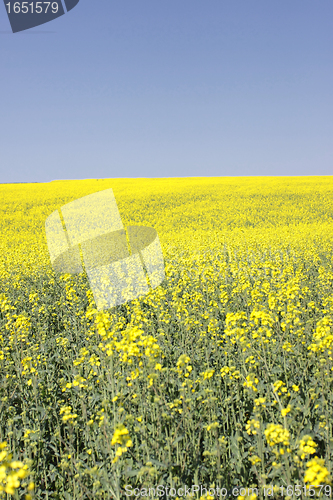 Image of landscape of a rape fields in bloom in spring in the countryside