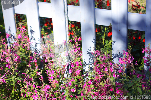 Image of blue wooden barrier with multicolored flowers of spring