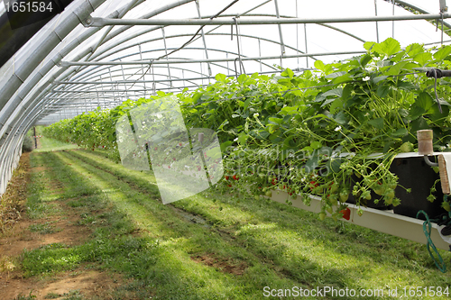 Image of culture in a greenhouse strawberry and strawberries