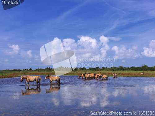 Image of Henson horses in the marshes in bays of somme in france