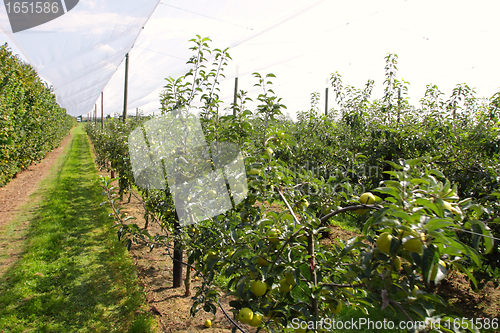 Image of apple orchard with nets to protect against hail and birds