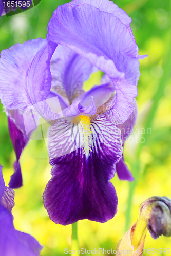 Image of Group of purple irises in spring sunny day. Selective focus. 