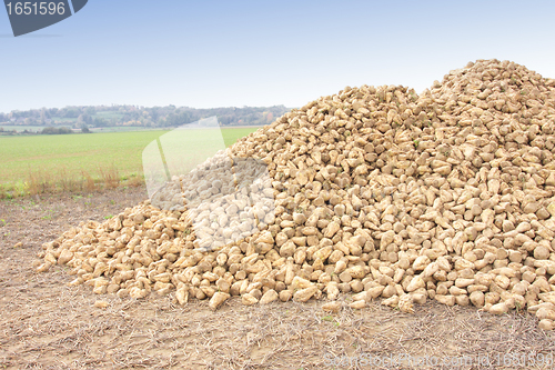 Image of Sugar beet pile at the field after harvest