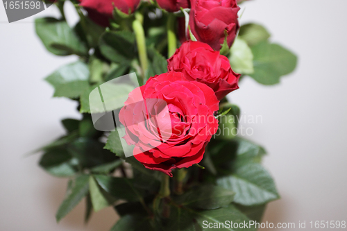 Image of bouquet of red roses in a vase on white background