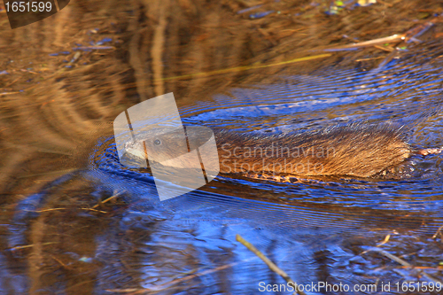 Image of muskrat swimming in the water of the marsh in spring