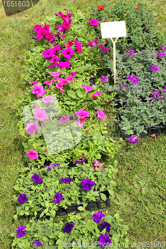 Image of small pots of plants for planting in the garden