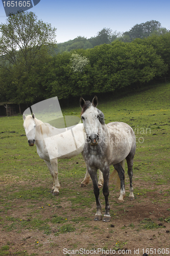 Image of young horses in a field in spring