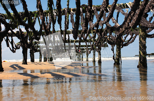 Image of mussel farming on the coast of opal in the north of France