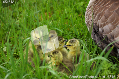 Image of small Canada geese walking in green grass