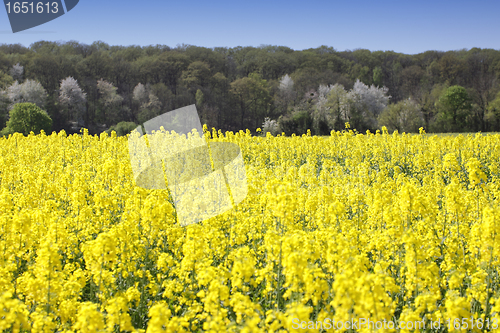 Image of landscape of a rape fields in bloom in spring in the countryside