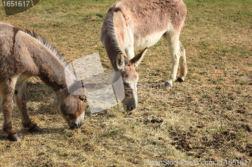 Image of quiet donkey in a field in spring