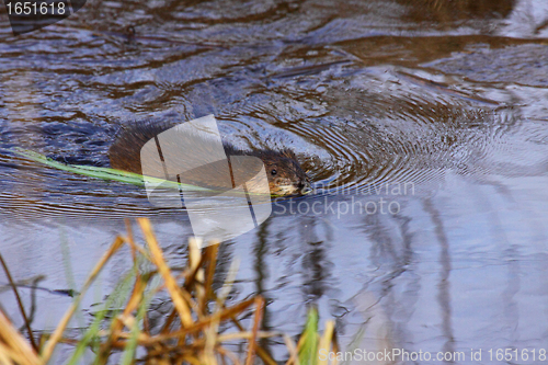 Image of muskrat swimming in the water of the marsh in spring