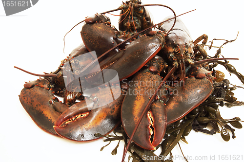 Image of live lobsters on algae and a white background