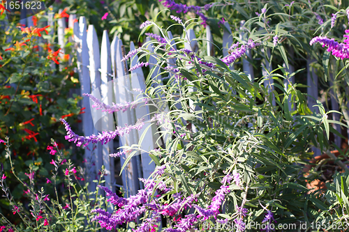 Image of blue wooden barrier with multicolored flowers of spring