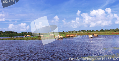 Image of Henson horses in the marshes in bays of somme in france