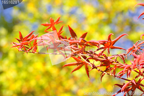 Image of maple in autumn with red and orange leaves