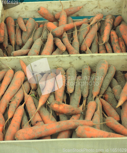 Image of Carrots fresh sand on a market stall