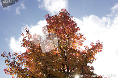 Image of maple in autumn with red and orange leaves