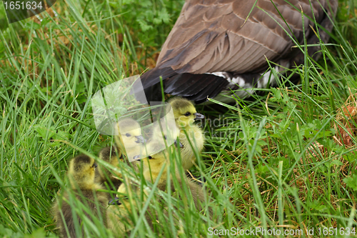 Image of small Canada geese walking in green grass