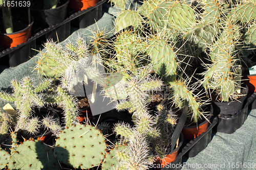 Image of small pot of cactus plant in the market