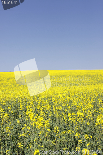Image of landscape of a rape fields in bloom in spring in the countryside