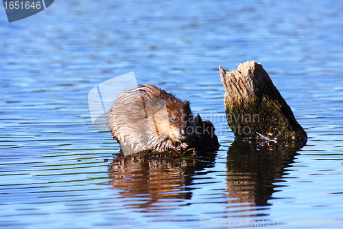 Image of muskrat eats algae in the middle of the water