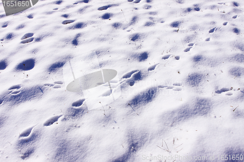 Image of traces of rabbits and foxes wild in the snow in winter