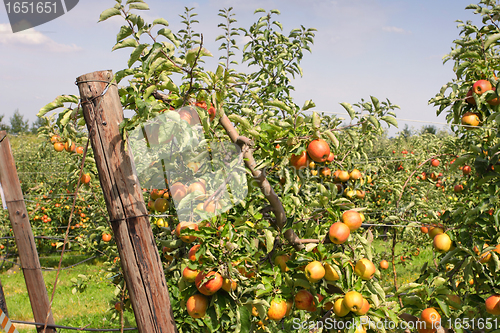 Image of apple orchard in summer, covered with colorful apples