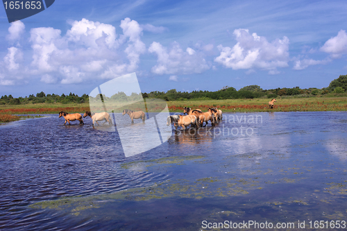 Image of Henson horses in the marshes in bays of somme in france