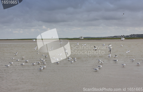 Image of seascape and beach at low tide on the coast of opal in France