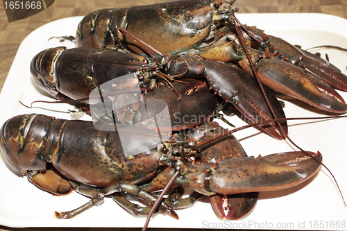 Image of live lobsters on algae and a white background