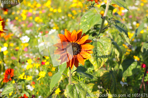 Image of Colorful flowers, selective focus on sunflower orange