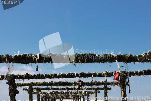 Image of mussel farming on the coast of opal in the north of France