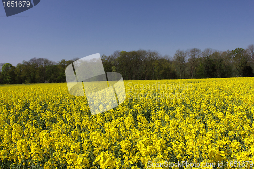 Image of landscape of a rape fields in bloom in spring in the countryside