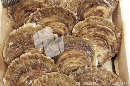 Image of oysters in a wooden box on a white background