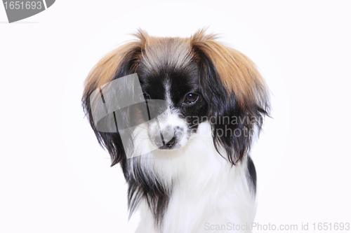 Image of papillon dog Close-up portrait on a white background 