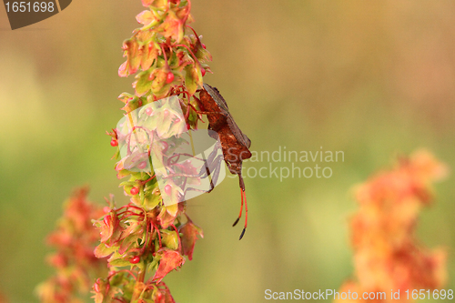 Image of bug, bedbug brown on the delicate flower in summer