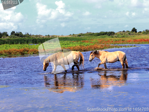 Image of Henson horses in the marshes in bays of somme in france