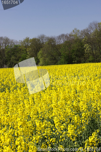 Image of landscape of a rape fields in bloom in spring in the countryside