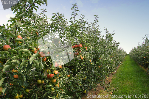 Image of apple orchard in summer, covered with colorful apples