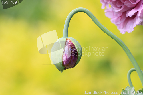 Image of closeup of a flower bud of poppy pink