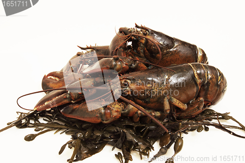 Image of live lobsters on algae and a white background