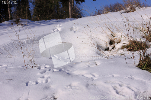 Image of Traces of wild rabbits in the snow in winter