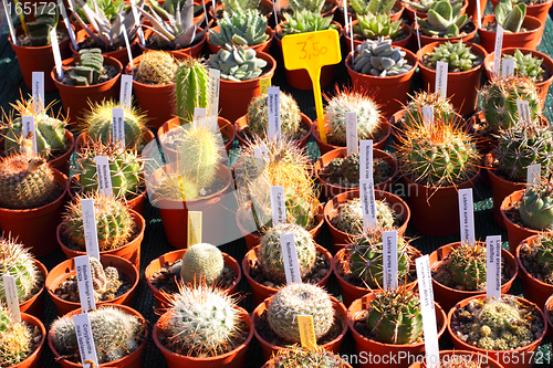 Image of small pot of cactus plant in the market