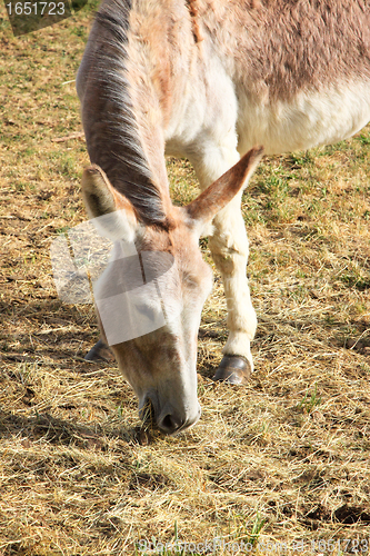 Image of quiet donkey in a field in spring