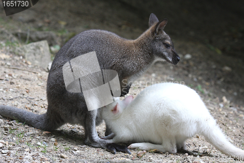 Image of albino wallaby in the process of sucking his mother