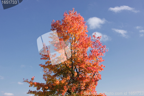 Image of maple in autumn with red and orange leaves